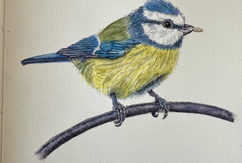 Realistic watercolour bird
