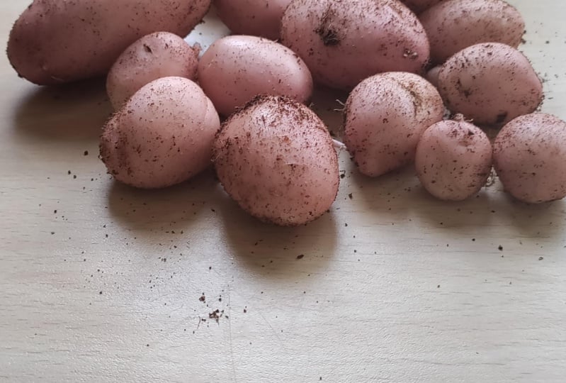 My potatoes and strawberries