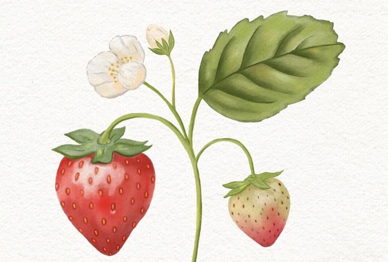 Watercolor Botanicals in Procreate