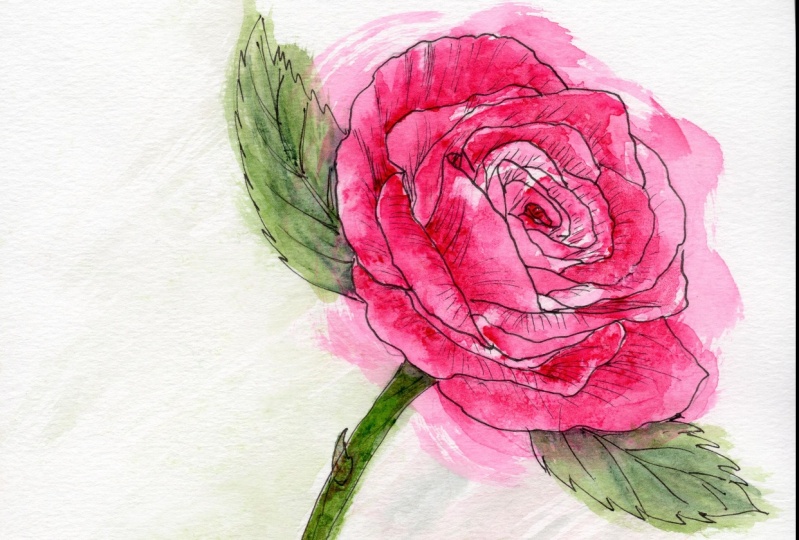 Cerise Rose