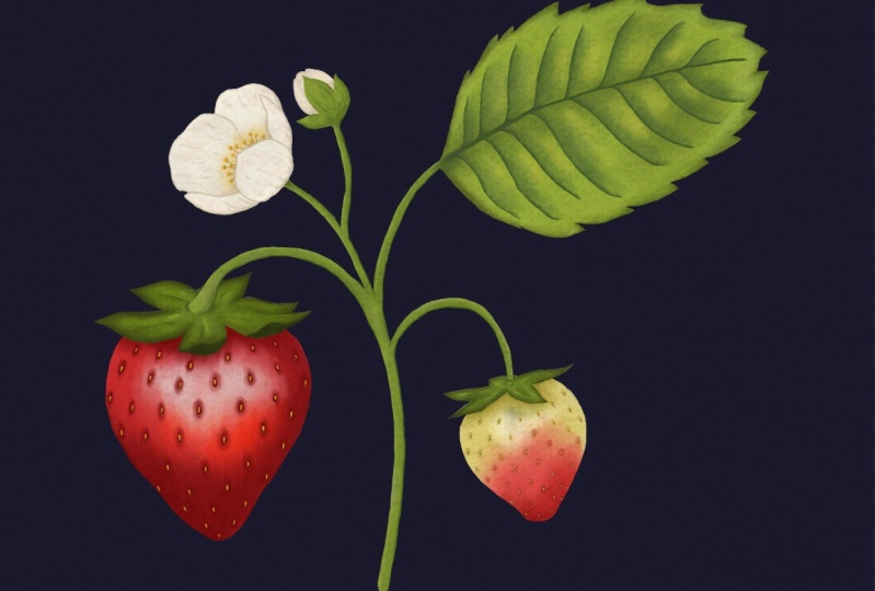 Watercolors in Procreate