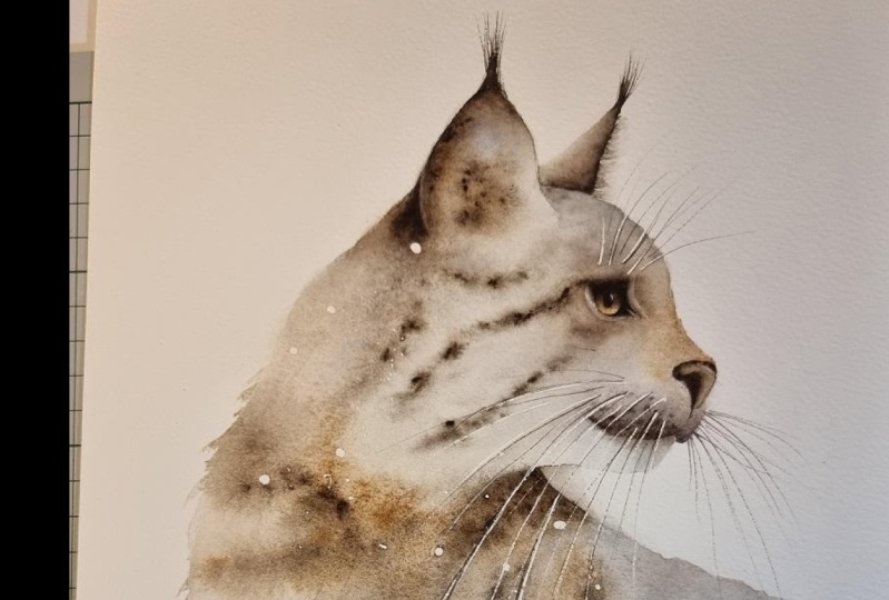 Iberian Lynx