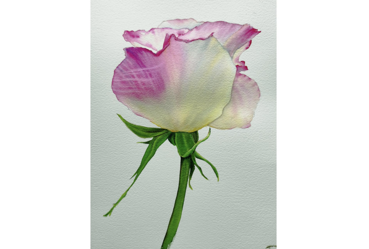 Roses - student project