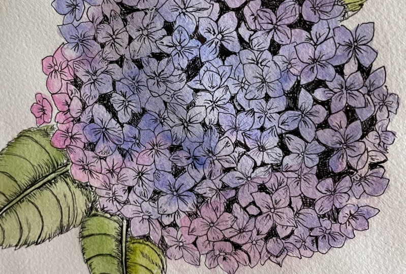 Hydrangea