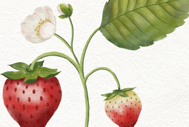 Strawberry