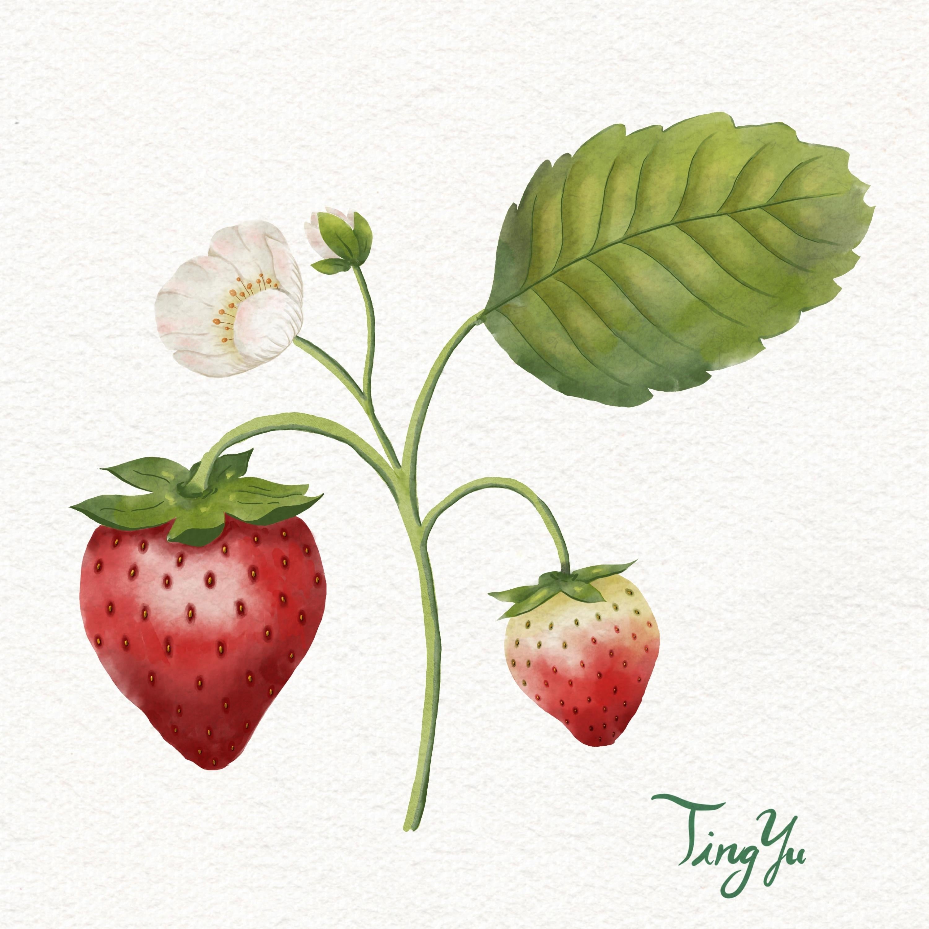 Strawberry - student project
