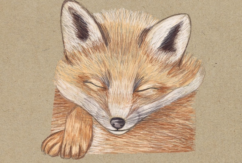 Painting a sleep fox cub