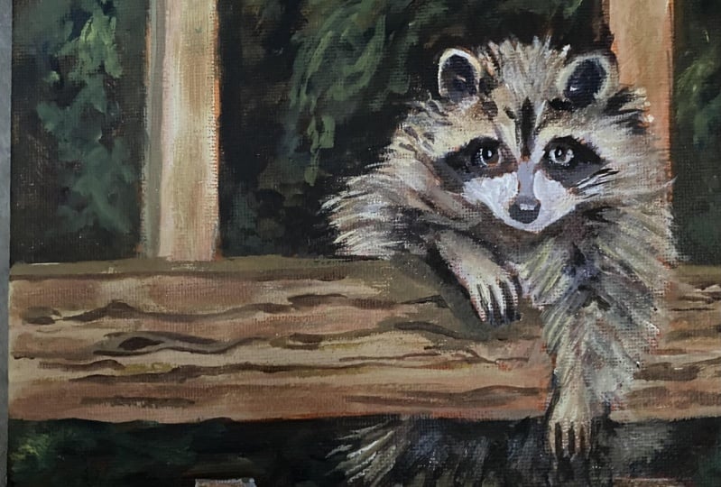 Racoon