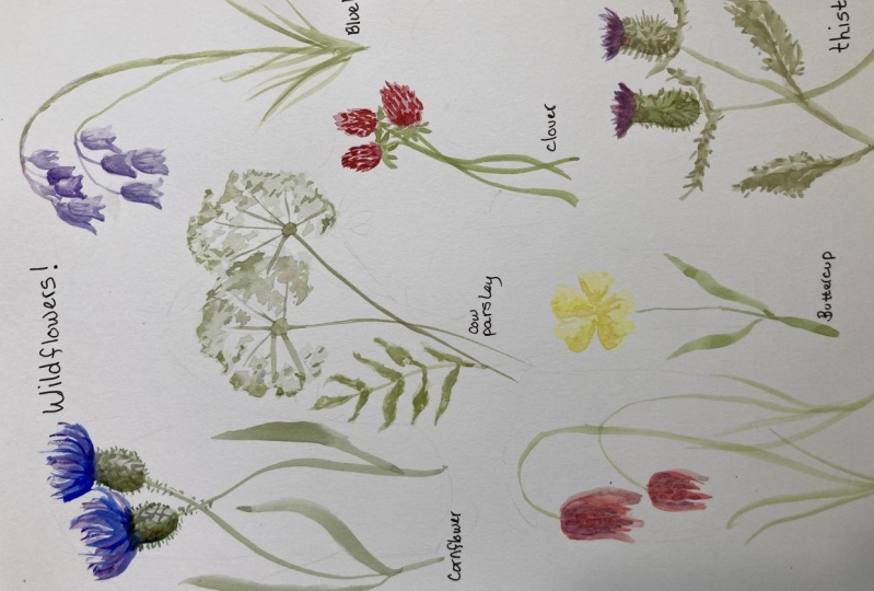 Wildflowers
