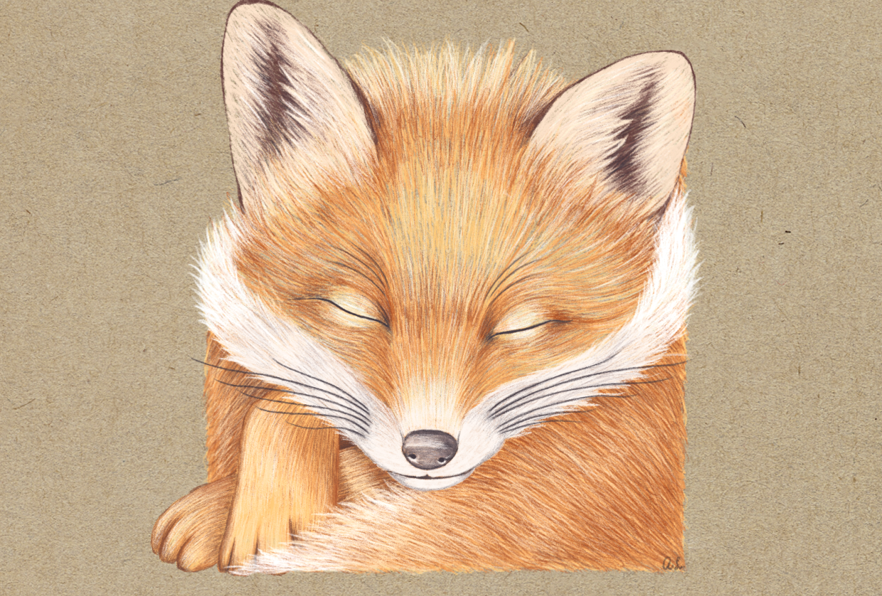 Sleeping Fox - student project