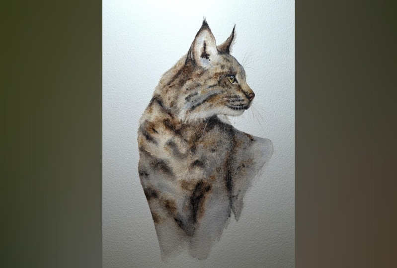 Iberian Lynx