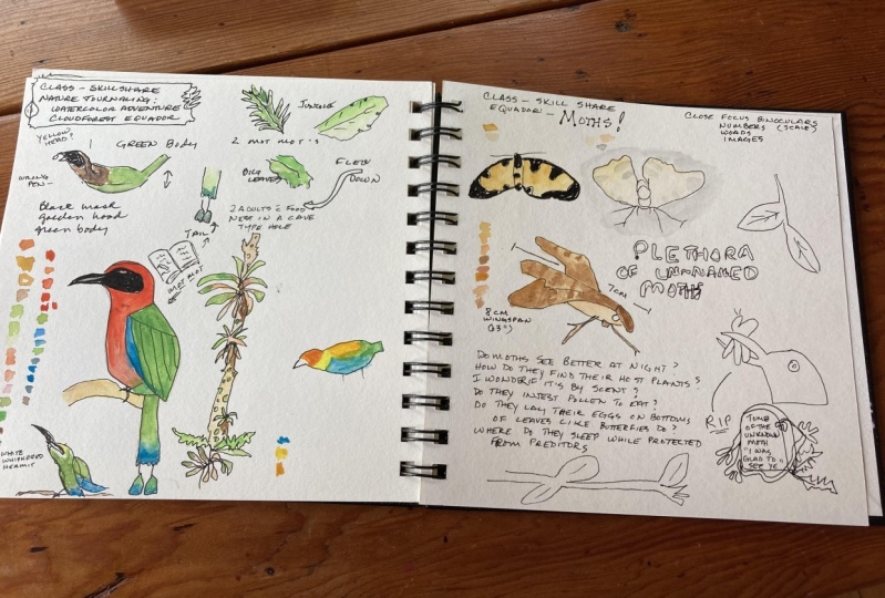 birds and moths rainforest