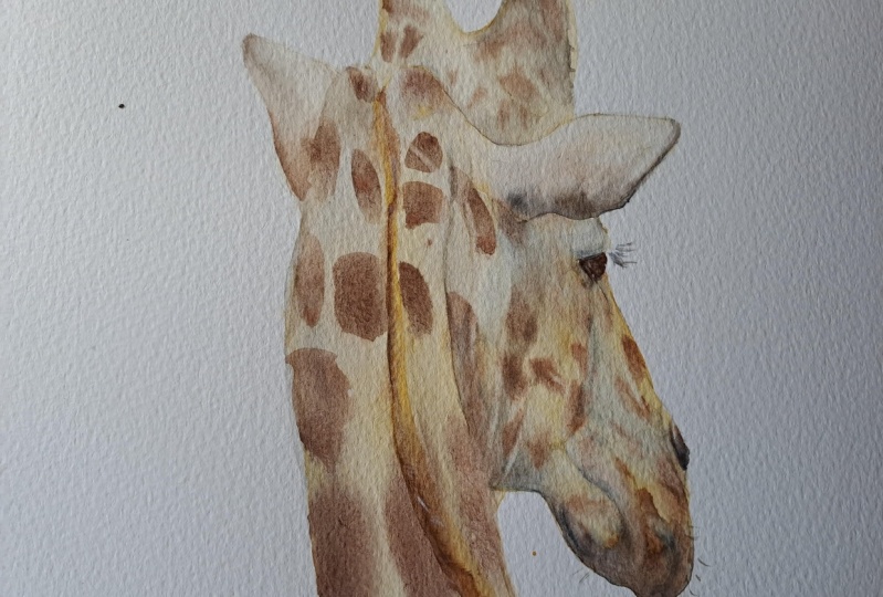 Giraffe