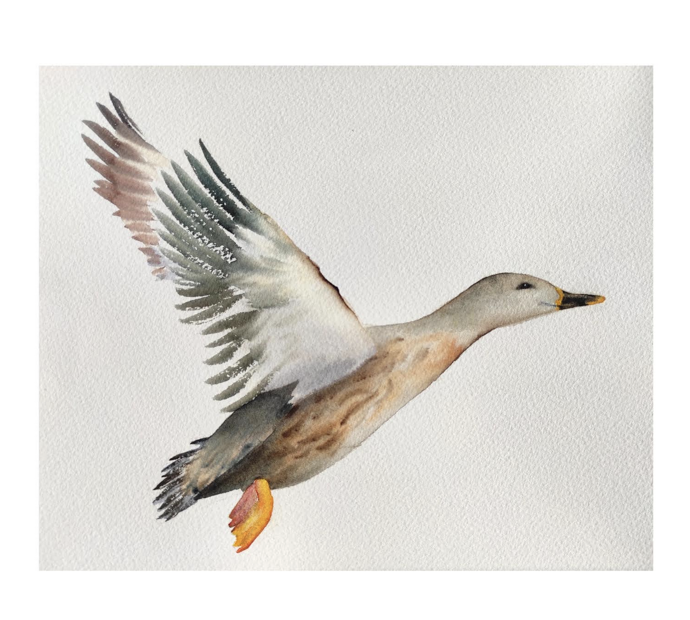 Flying Duck - student project