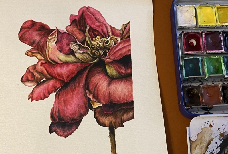 Watercolor Dying Rose: Realistic Painting