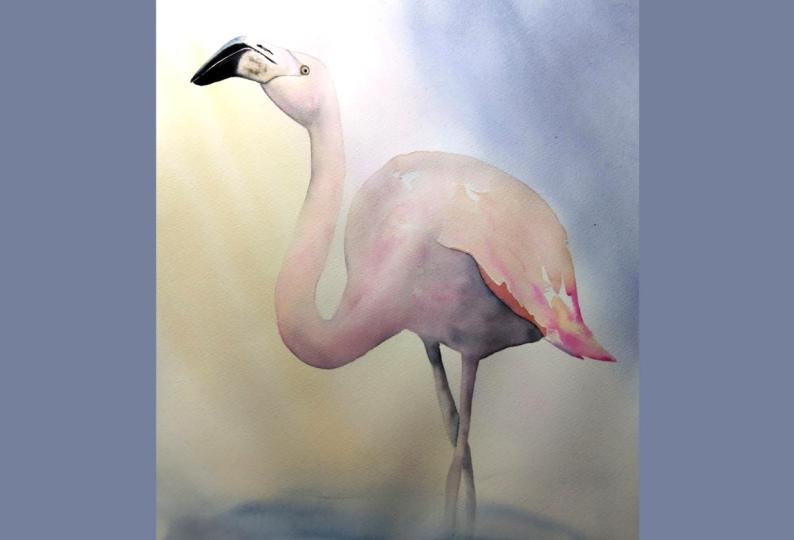 Flamingo