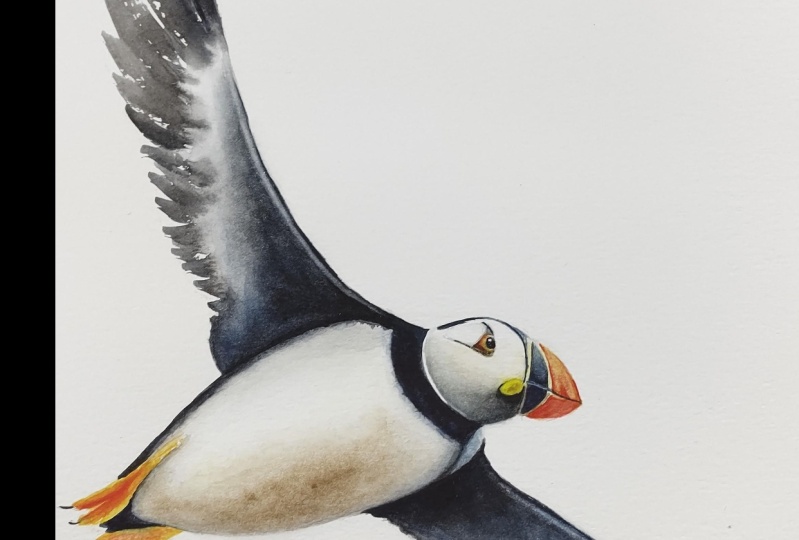 Flying puffin in watercolour - a class with Nadine Dudek