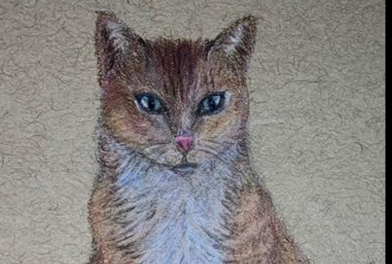 Color Pencil Cat