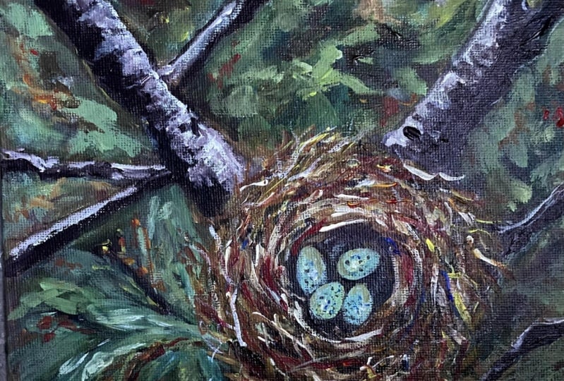 blue eggs in nest