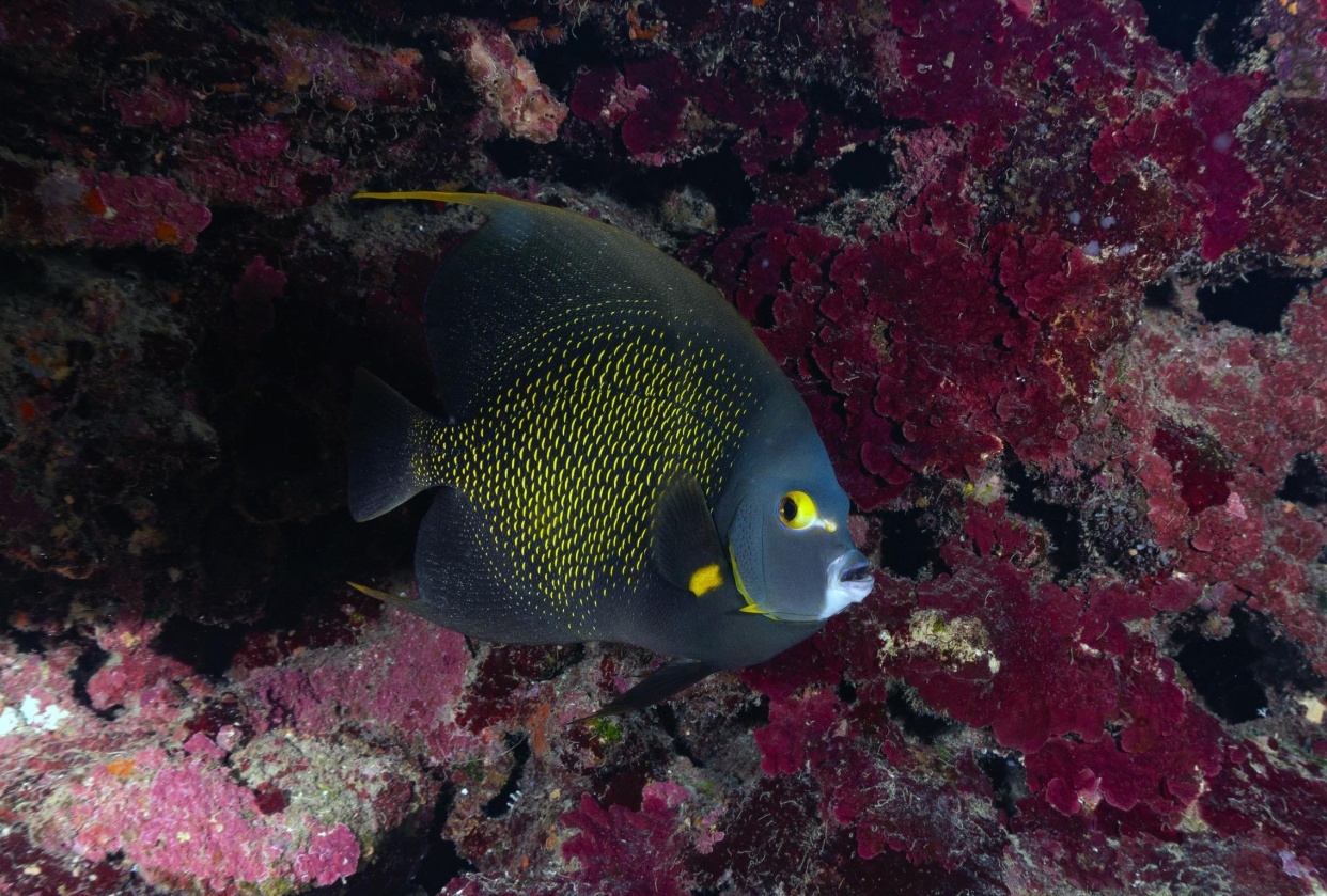 Roatan, Honduras - student project