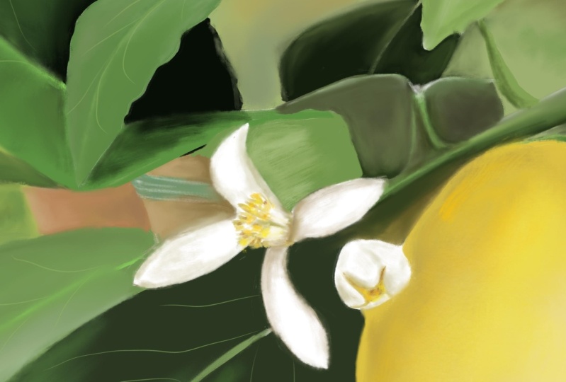 Limonero en flor