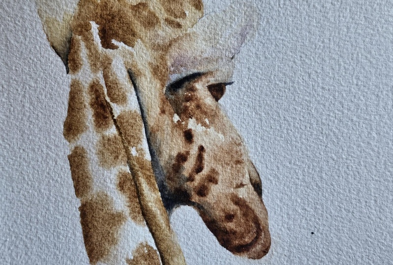 Giraffe-082224