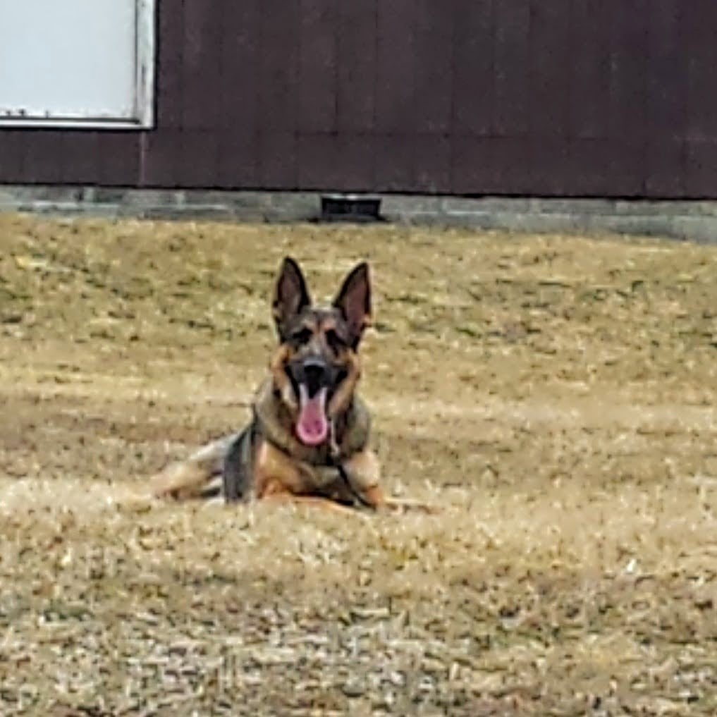 Train Your Dog Like a Pro: Lay a Foundation For a Happy Dog - student project