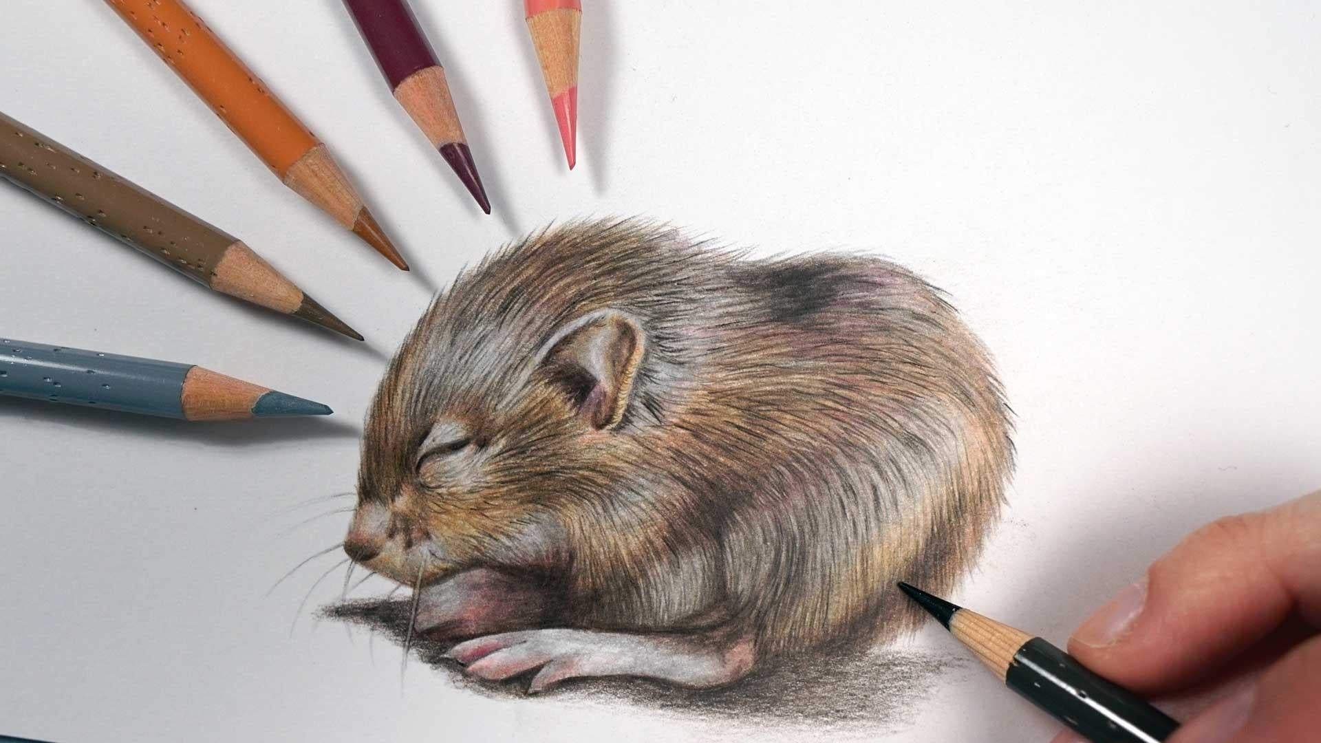 How To Draw Realistic Animals With Colored Pencils