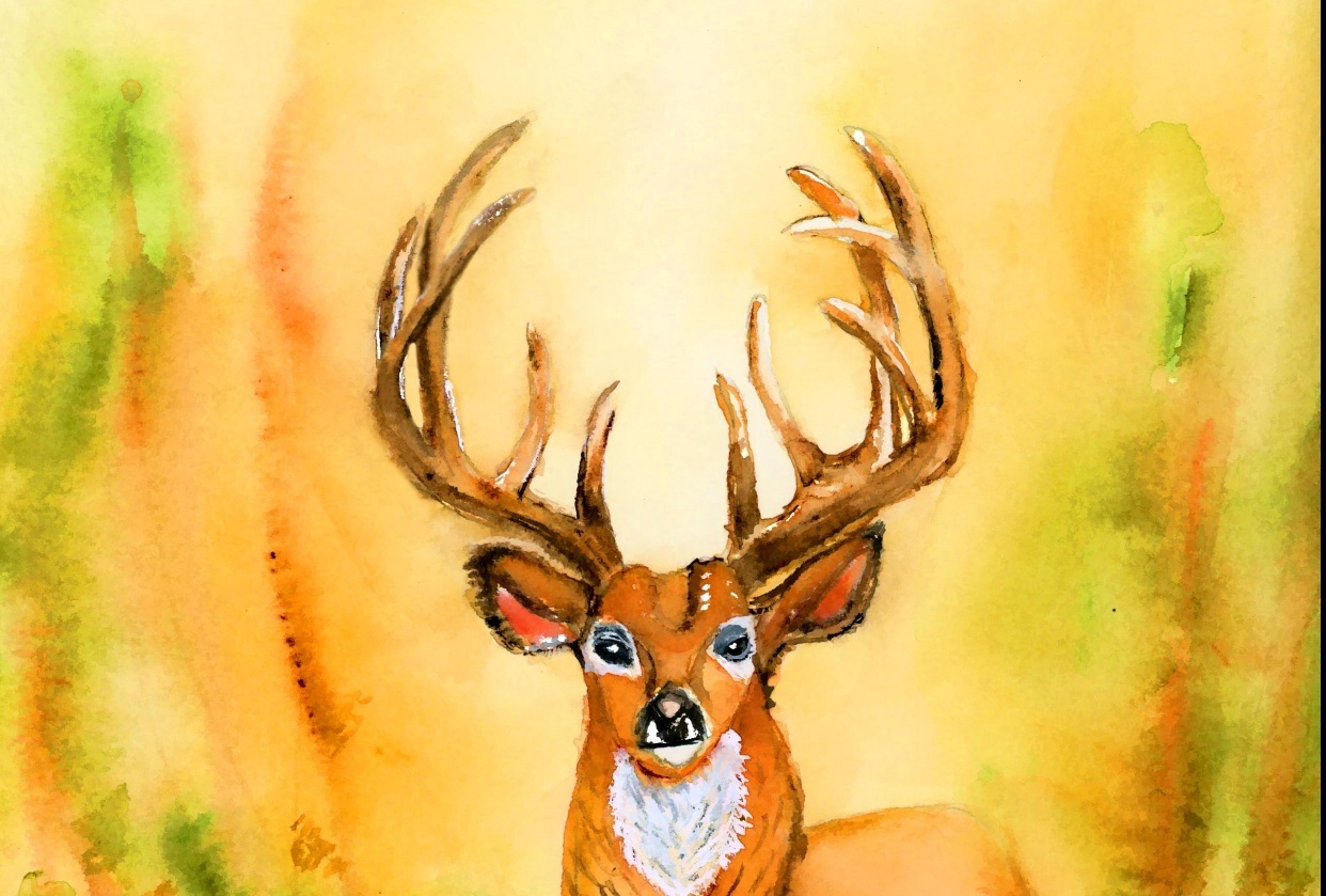 stag in forest - student project