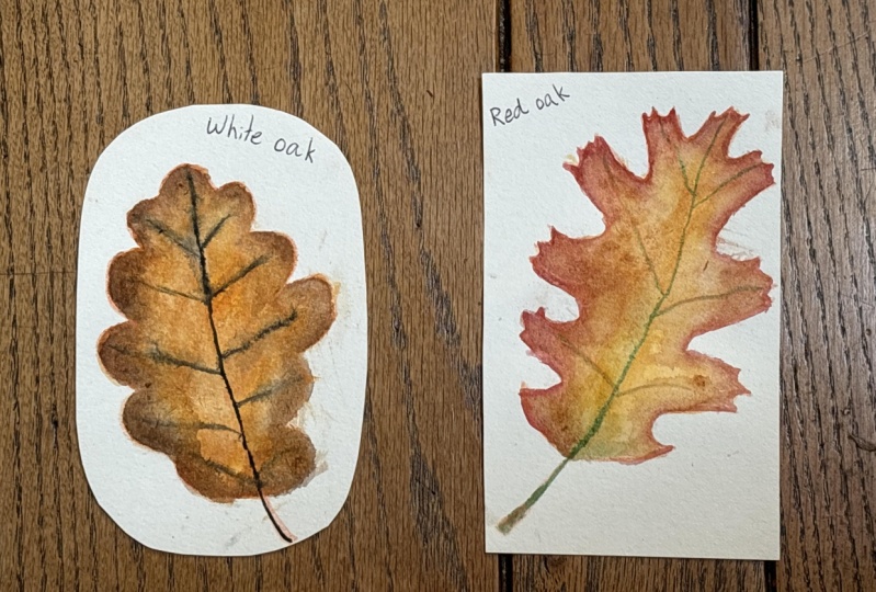 Watercolour autumn leaves