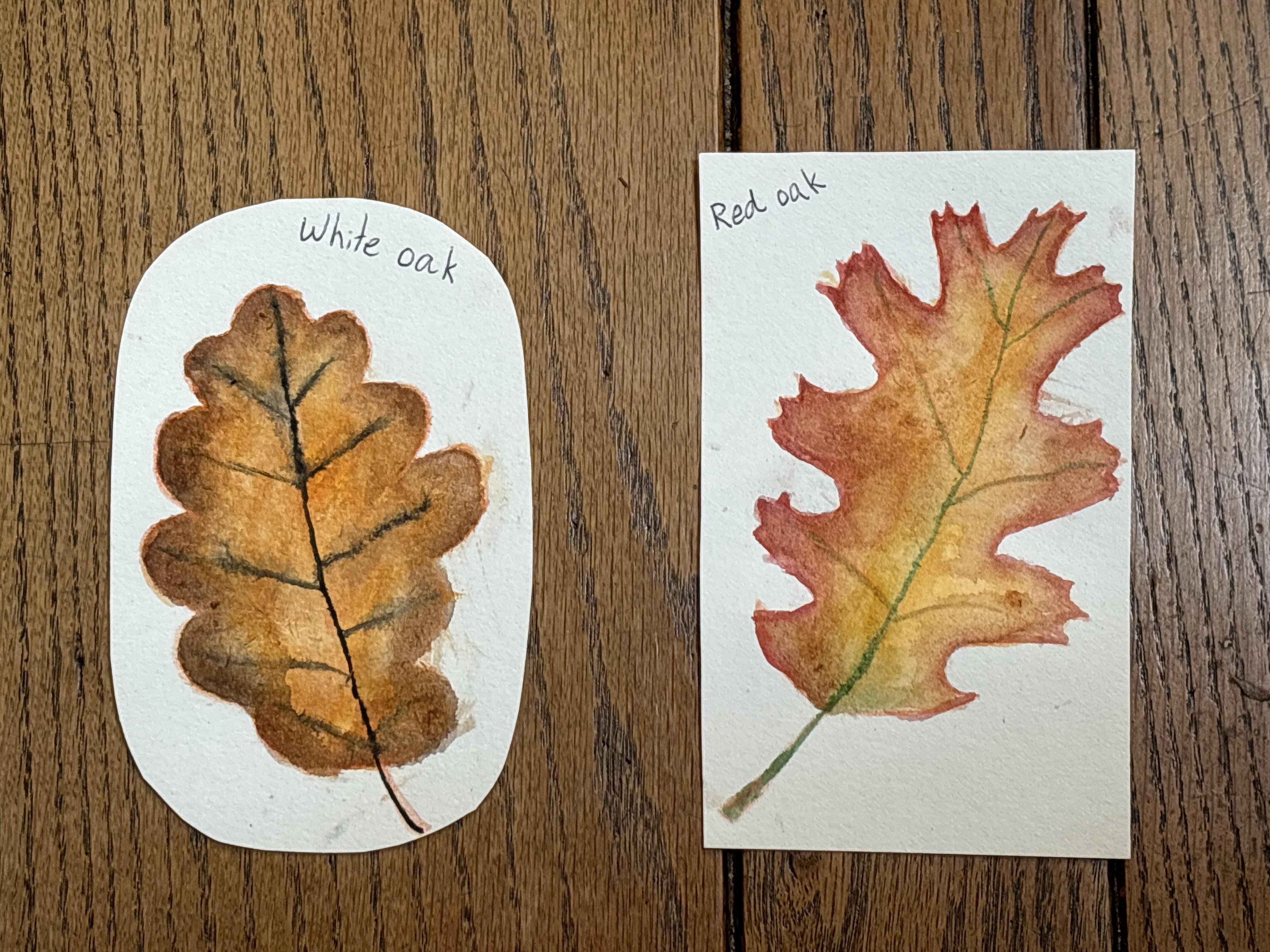 Watercolour autumn leaves - student project