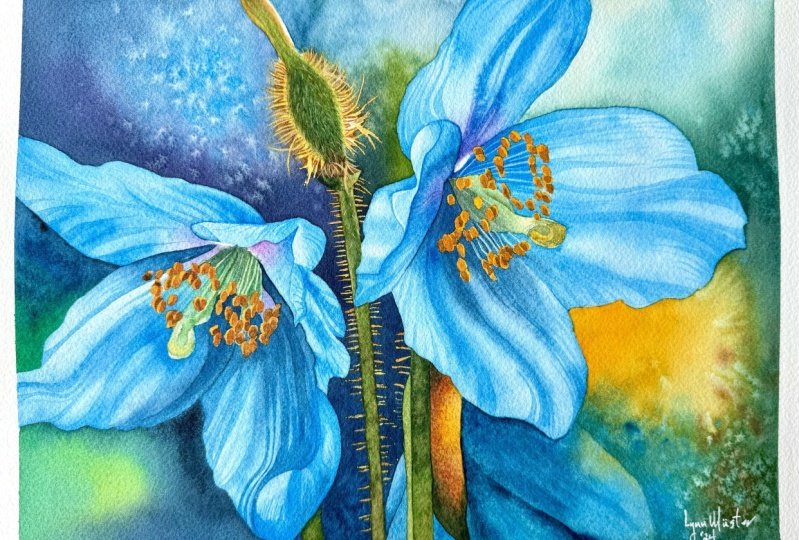 Blue Poppies
