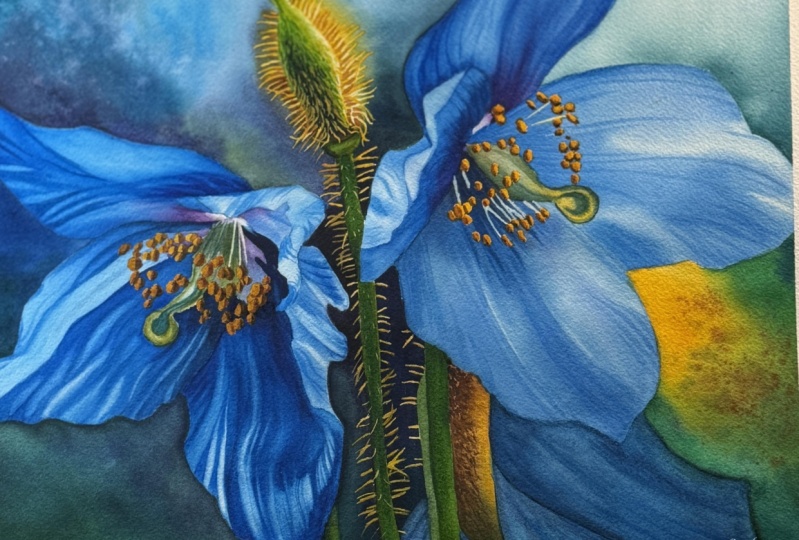 Himalayan blue poppies
