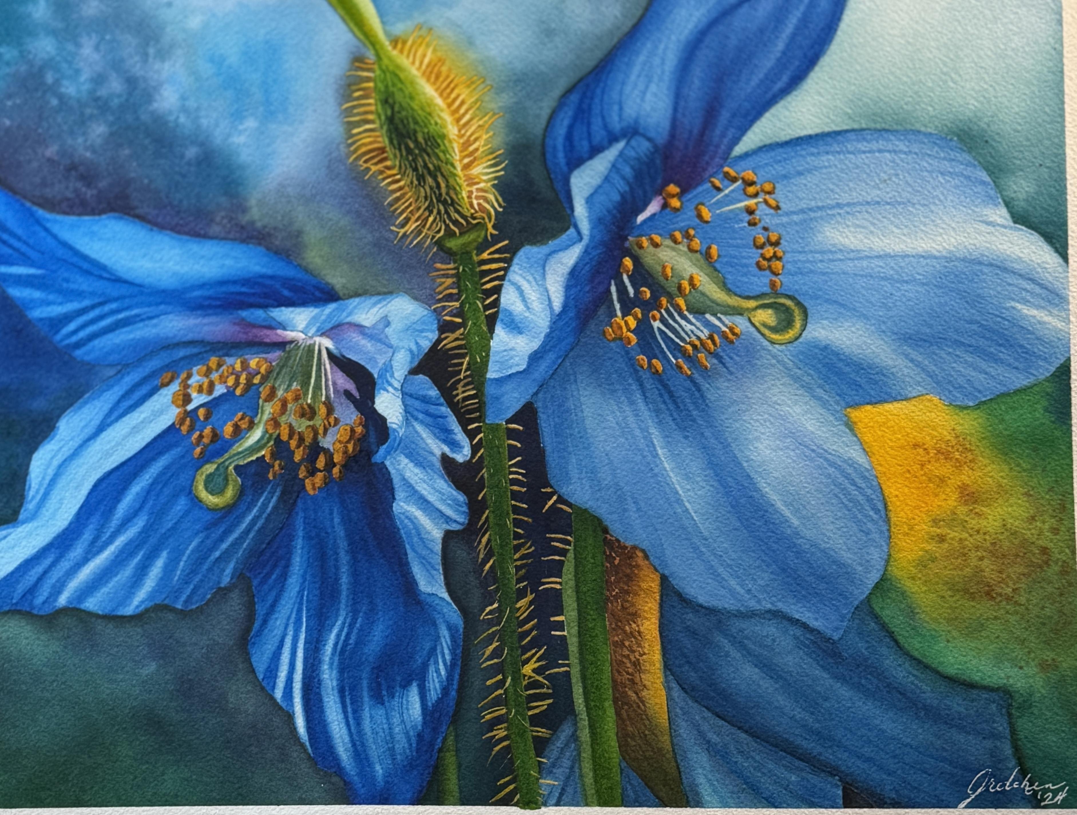 Himalayan blue poppies - student project