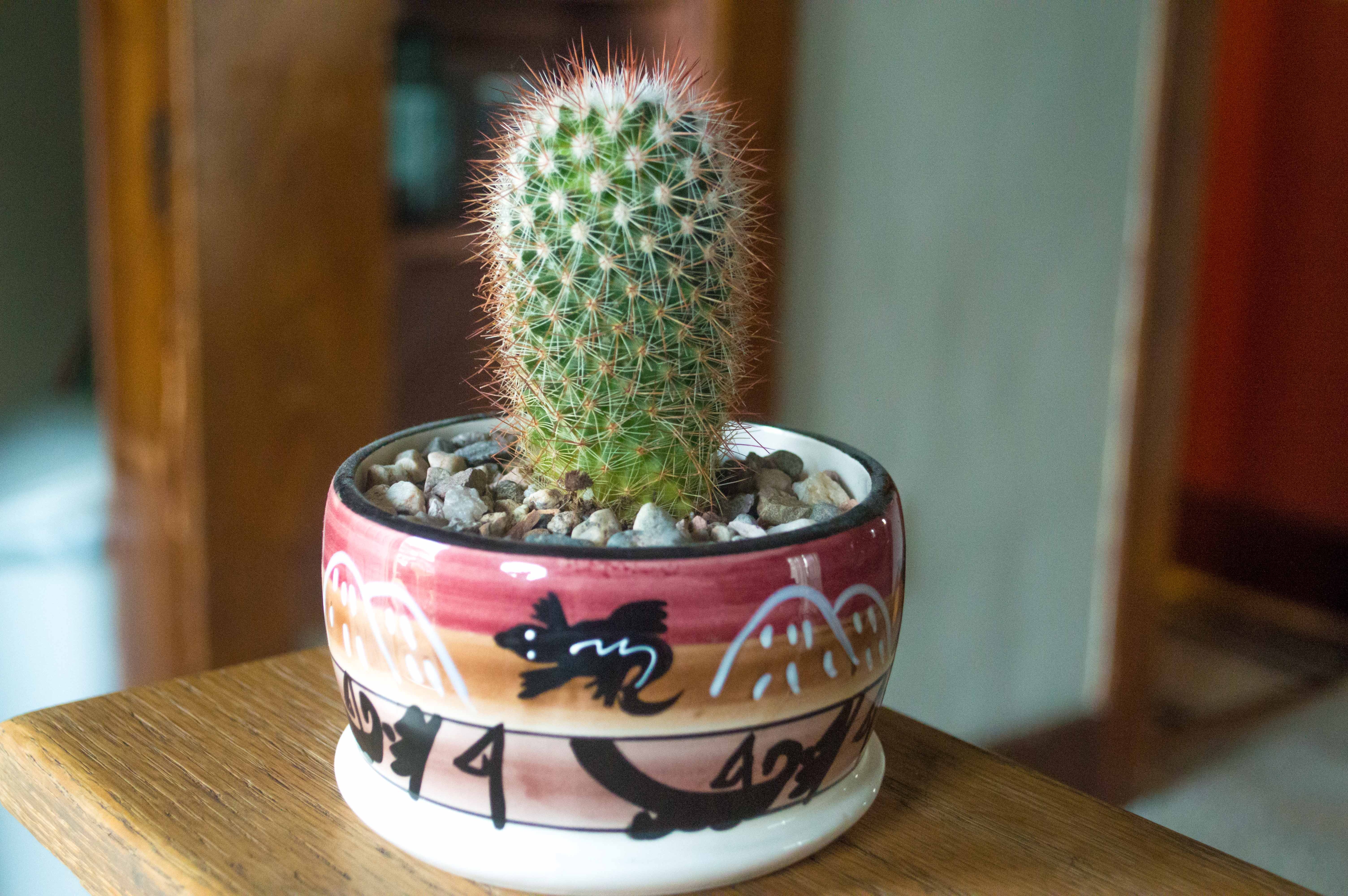 Cactus - student project