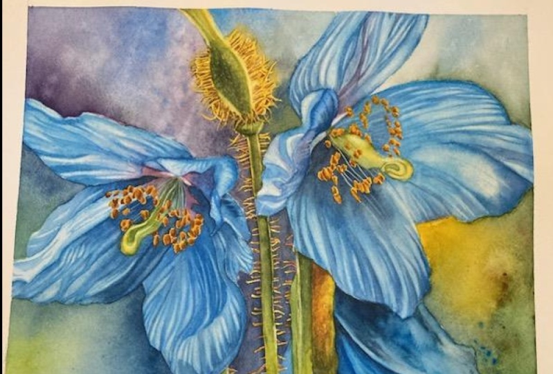 Chris' Blue Himalayan Poppies