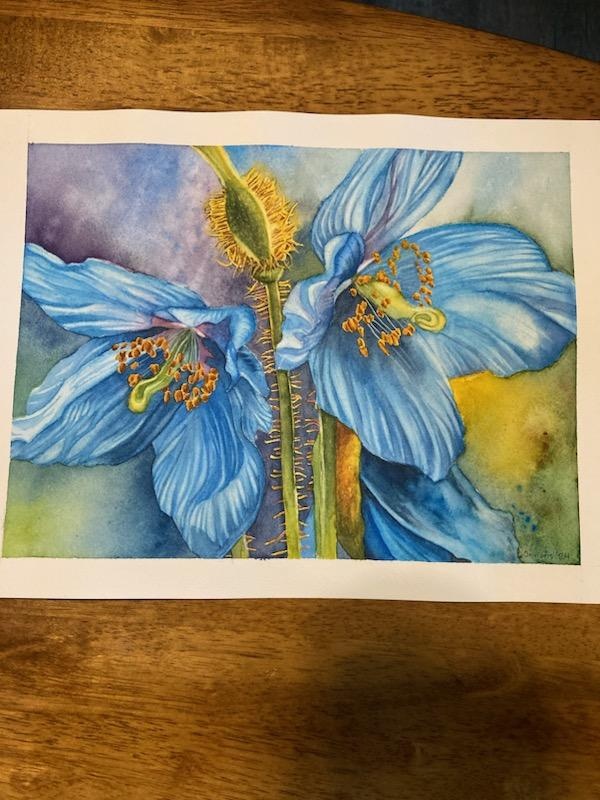 Chris' Blue Himalayan Poppies - student project