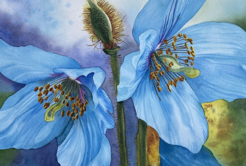 Blue Poppies