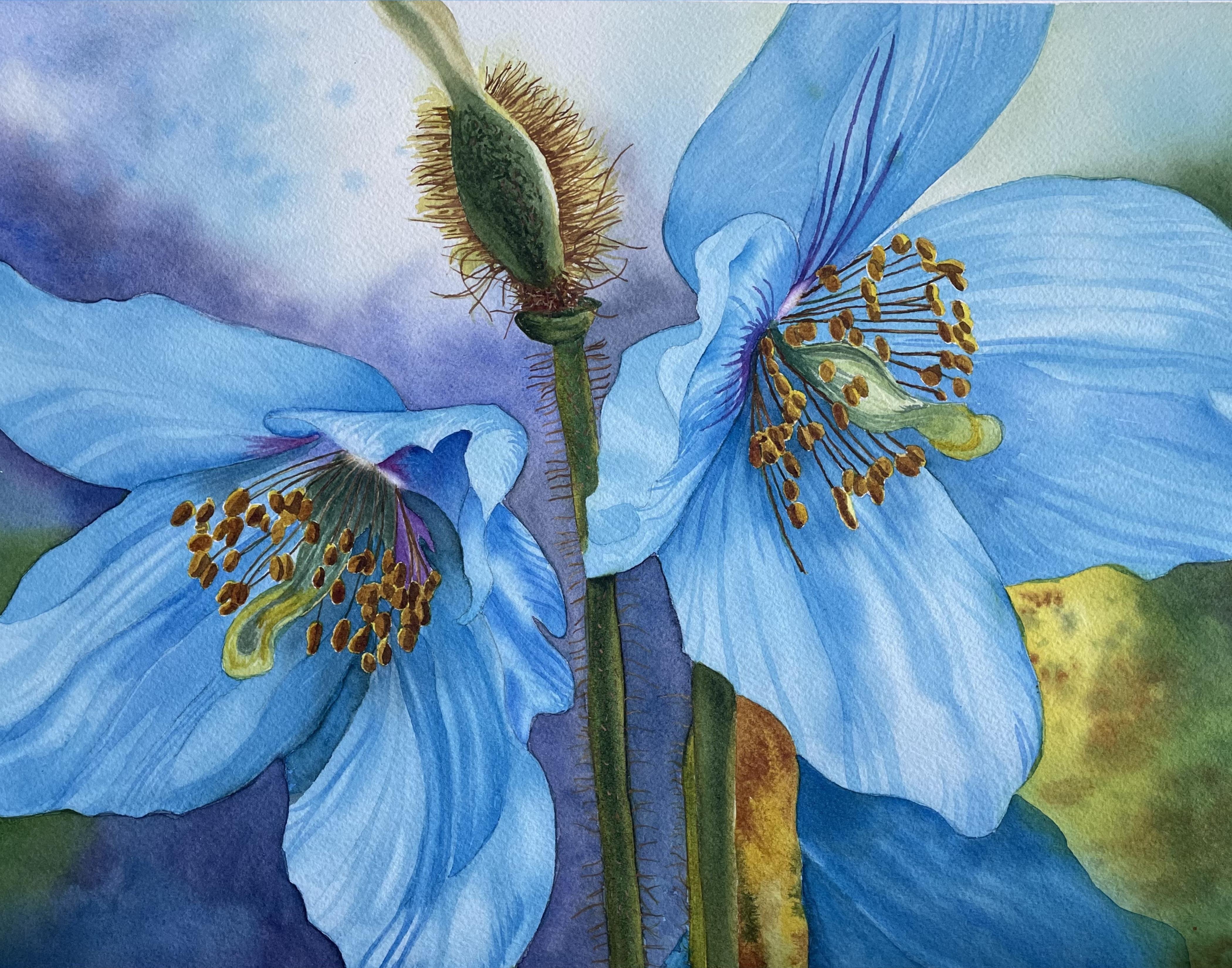 Blue Poppies - student project