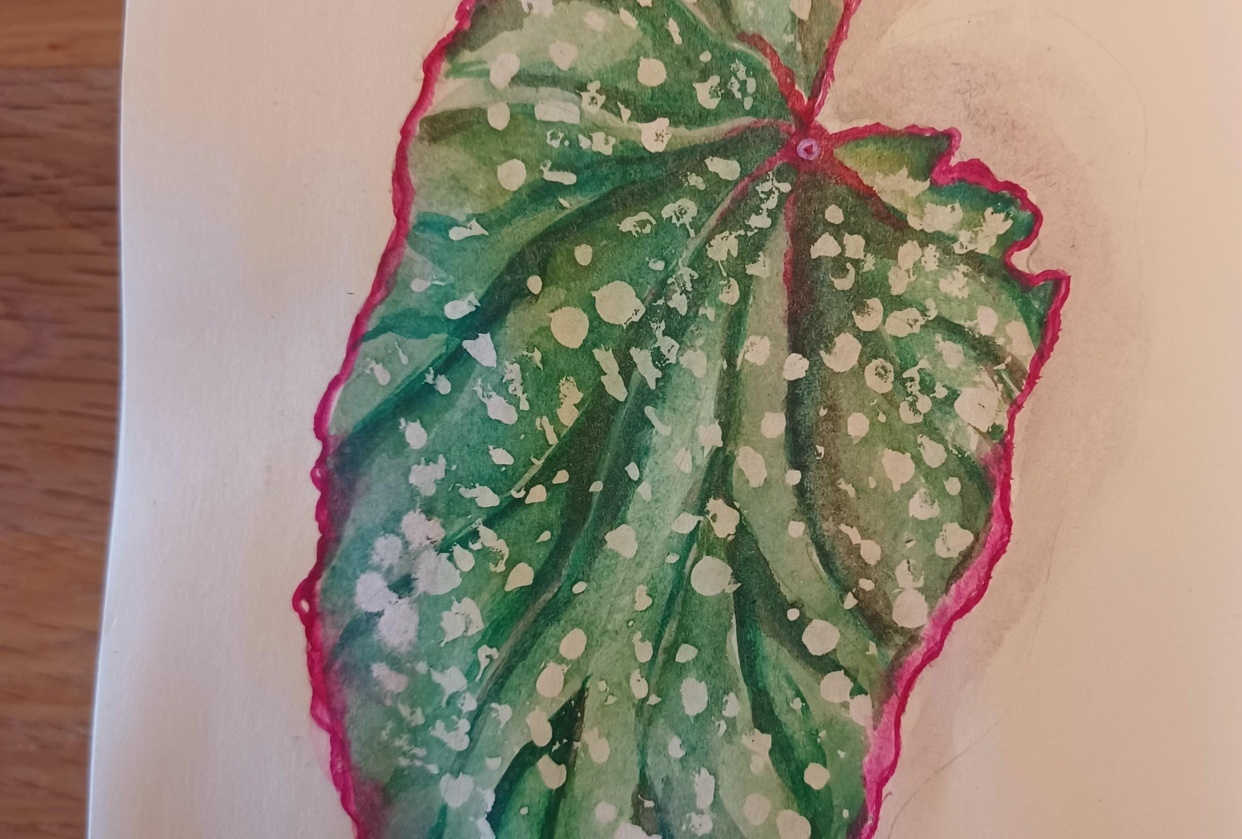 Begonia leaf in watercolour - student project