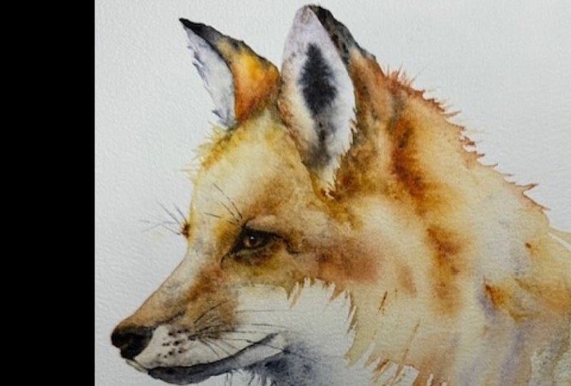 Mr Fox 2024