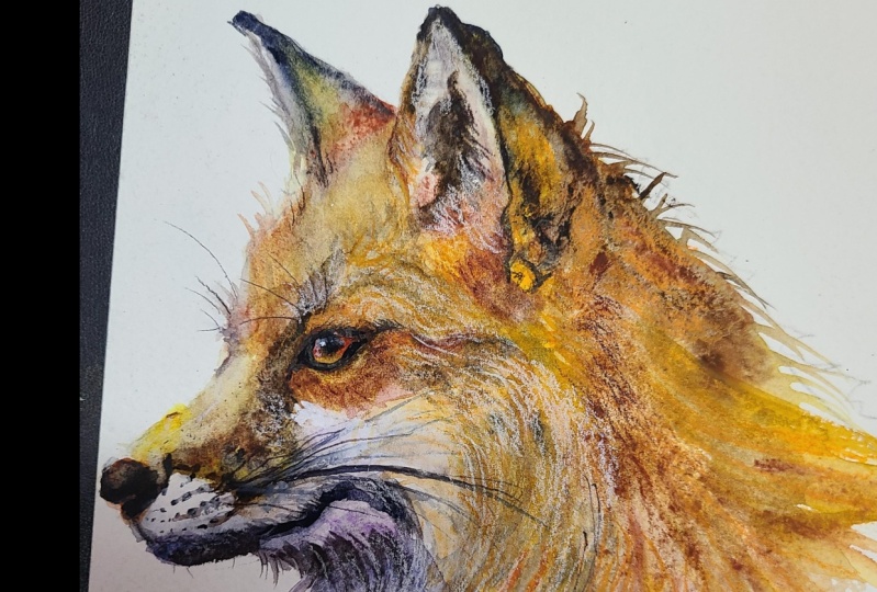 Mr. Fox