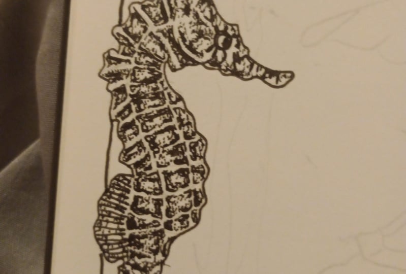 Teeny tiny seahorse