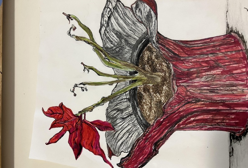 My drawing “The Tenacious Pointsettia”
