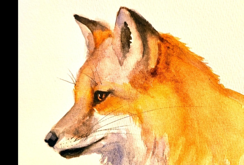 Mr. Fox