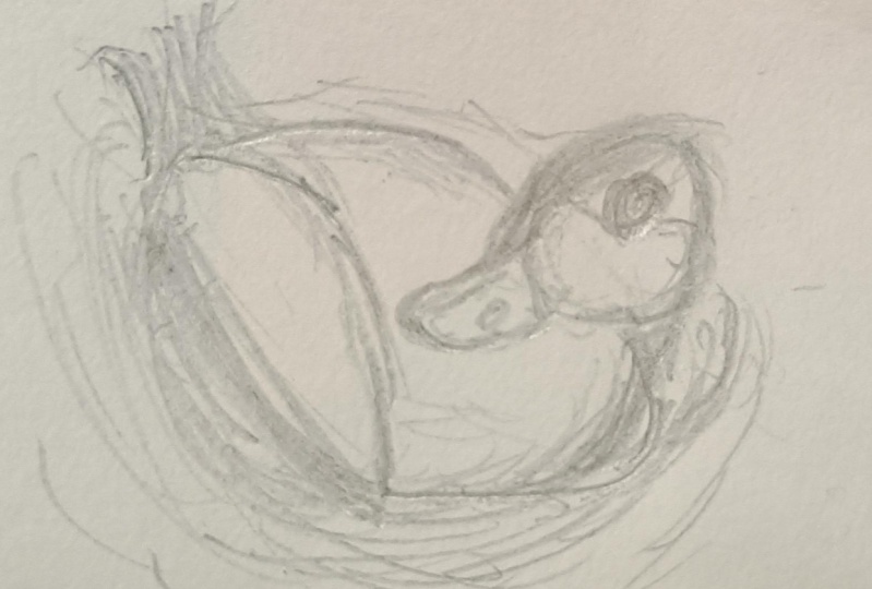 Project Duck