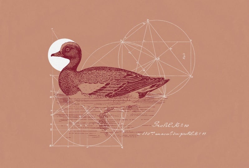 Duck Collage