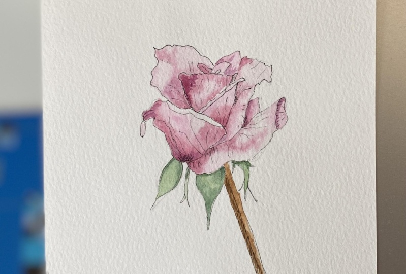Rose in watercolor and ink