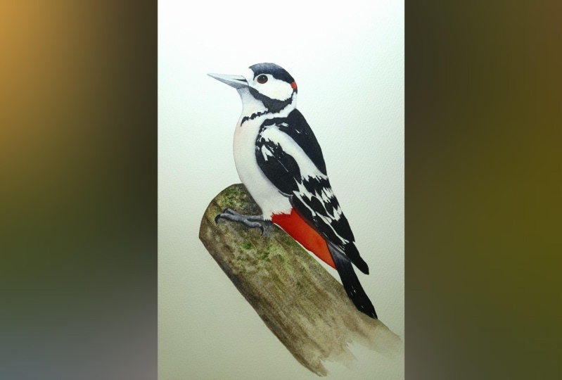 Woodpecker