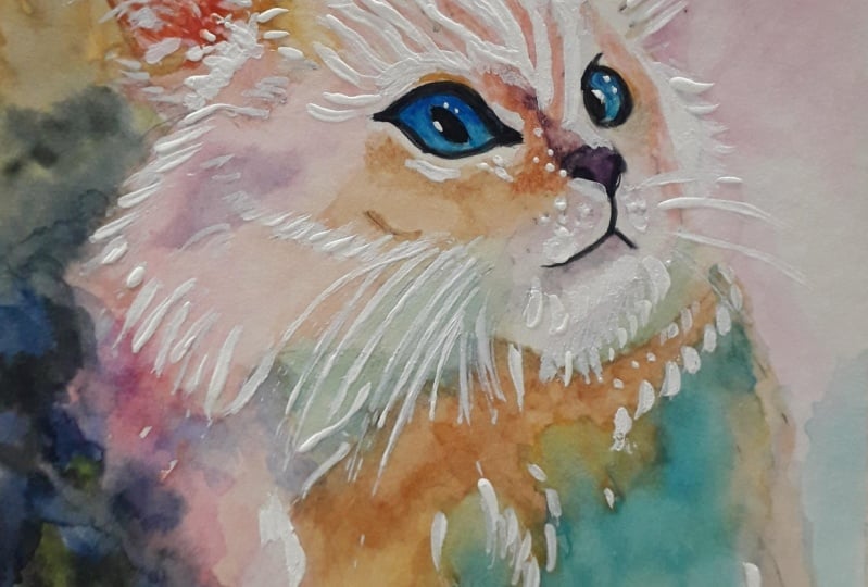My cat rainbow
